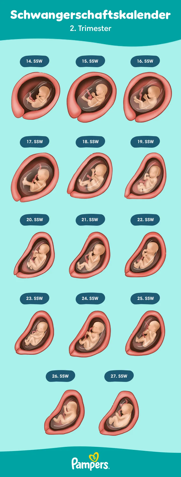 2. Trimester (14.-27. SSW) ― Symptome und Entwicklung deines Babys