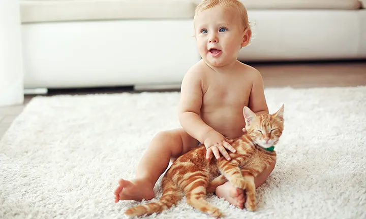 katzen und babys