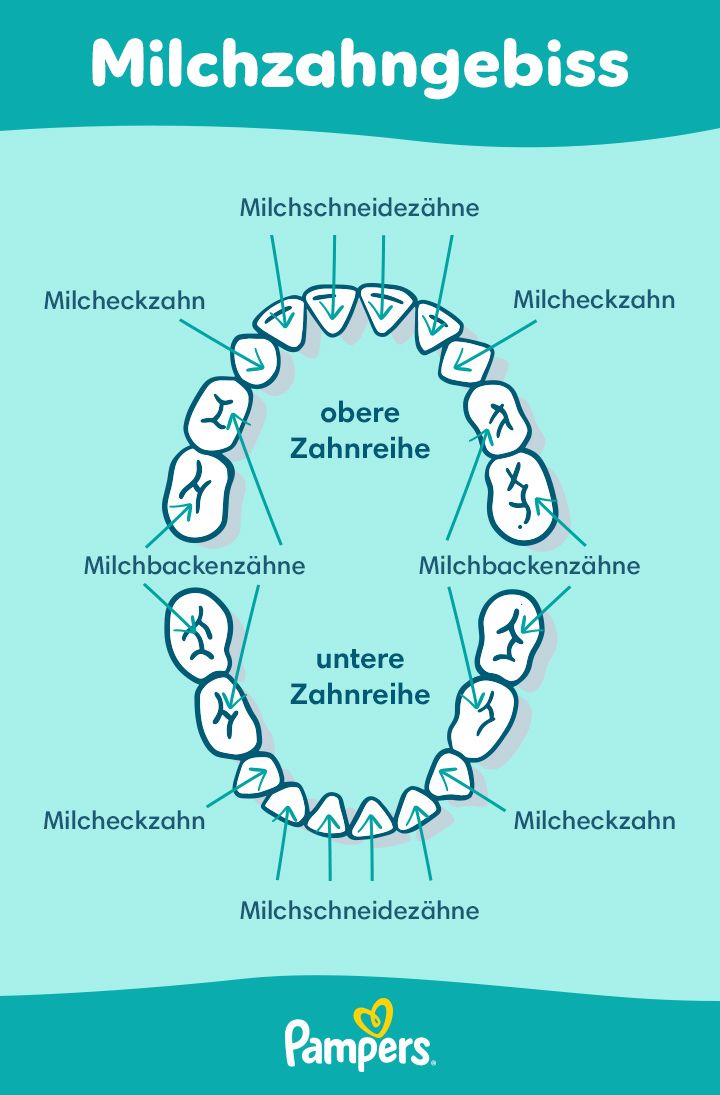 Milchzähne: Wann Kommt Welcher Zahn? | Pampers