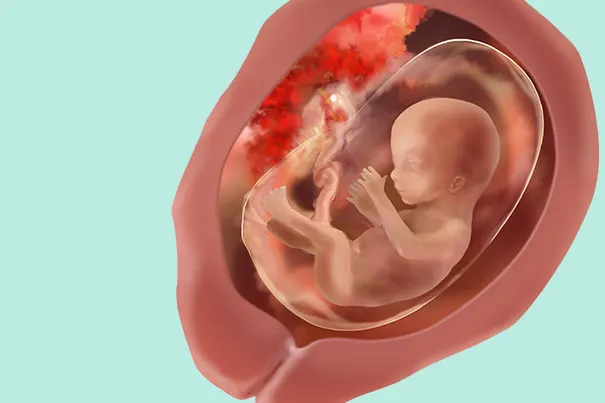 Position Baby in der 16. Schwangerschaftswoche