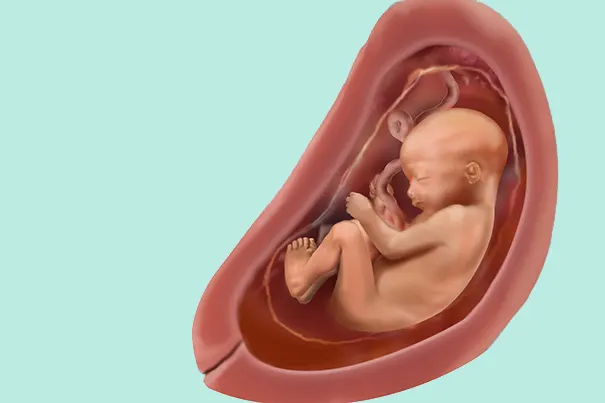 Baby Lage in der 27 SSW Baby Lage in der 27 SSW