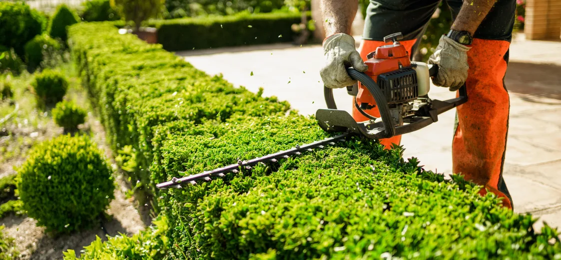 A picture of someone trimming hedges