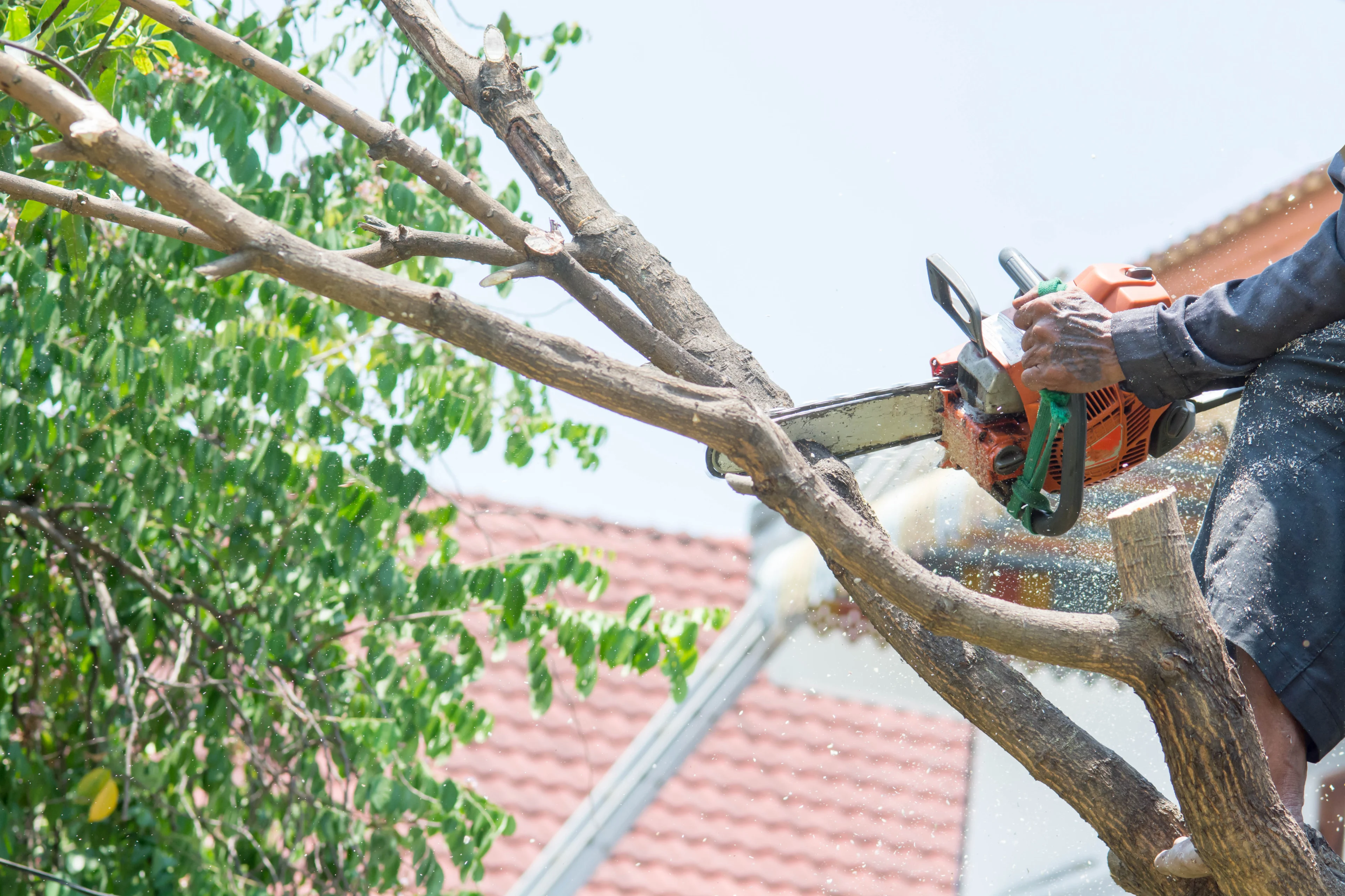a person trimming tree branches with a gas powered chainsaw