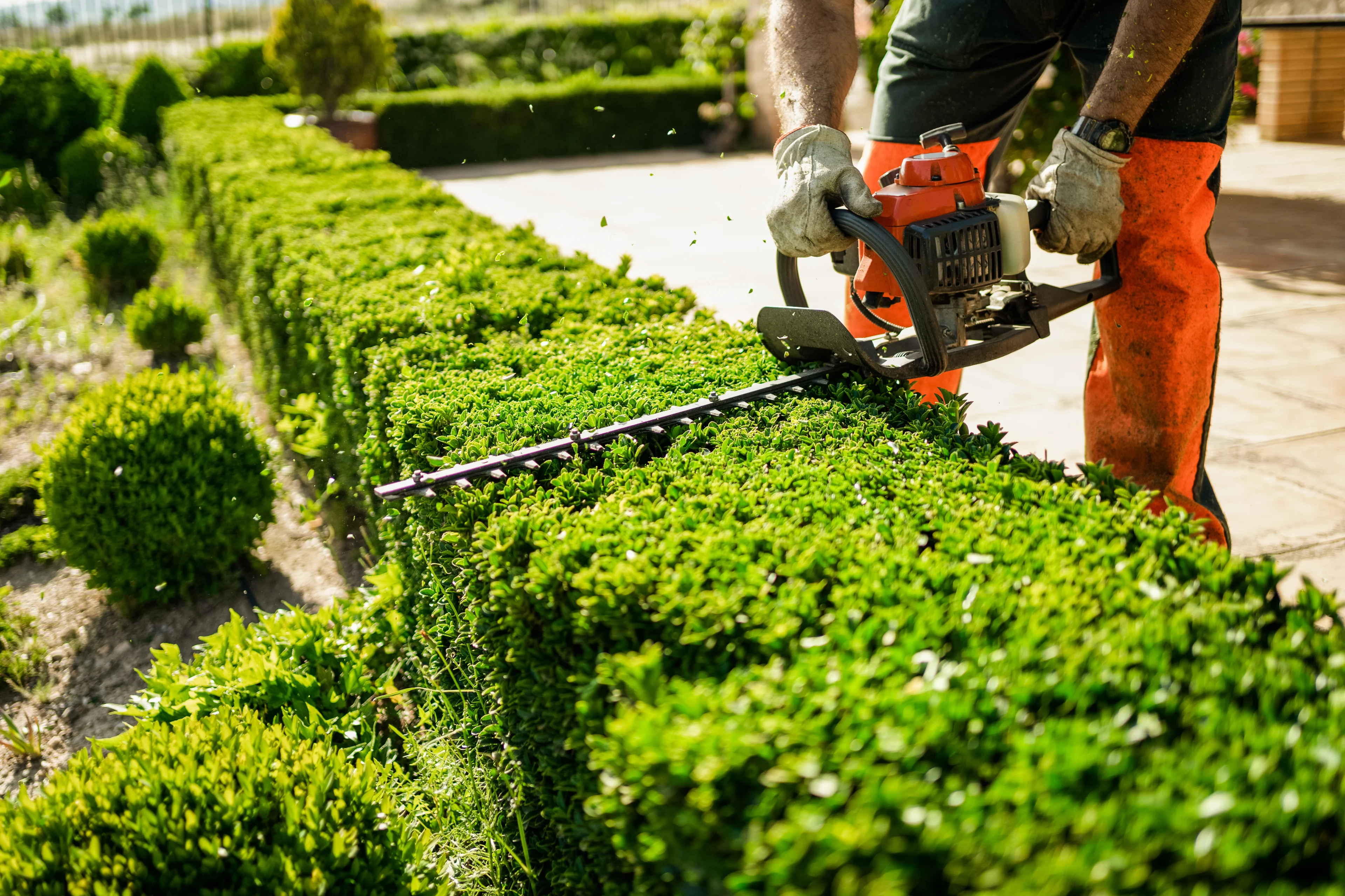 a person trimming hedges with a gas powered trimmer