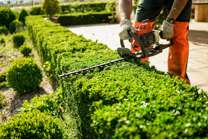 Tree Care & Trimming Services in Ottawa | Taskrabbit