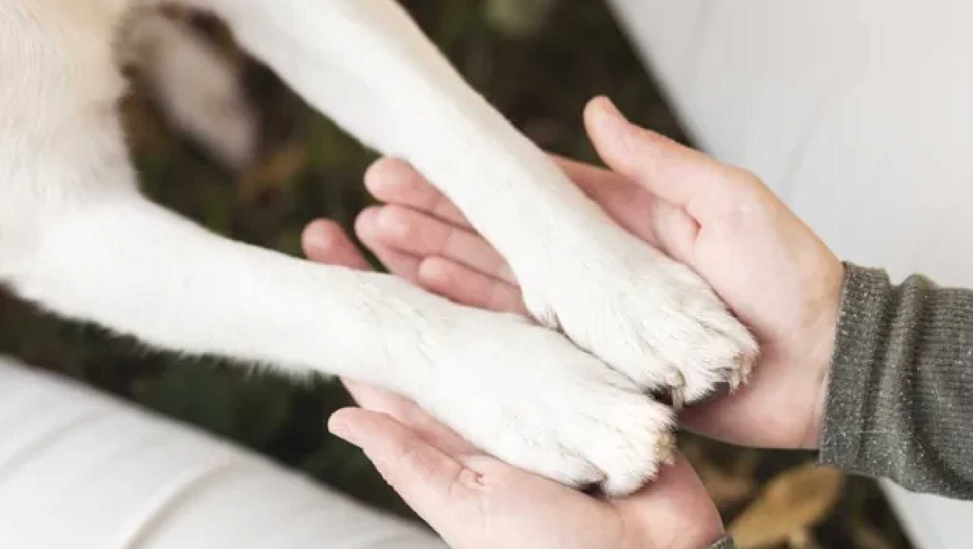 歸毛家族