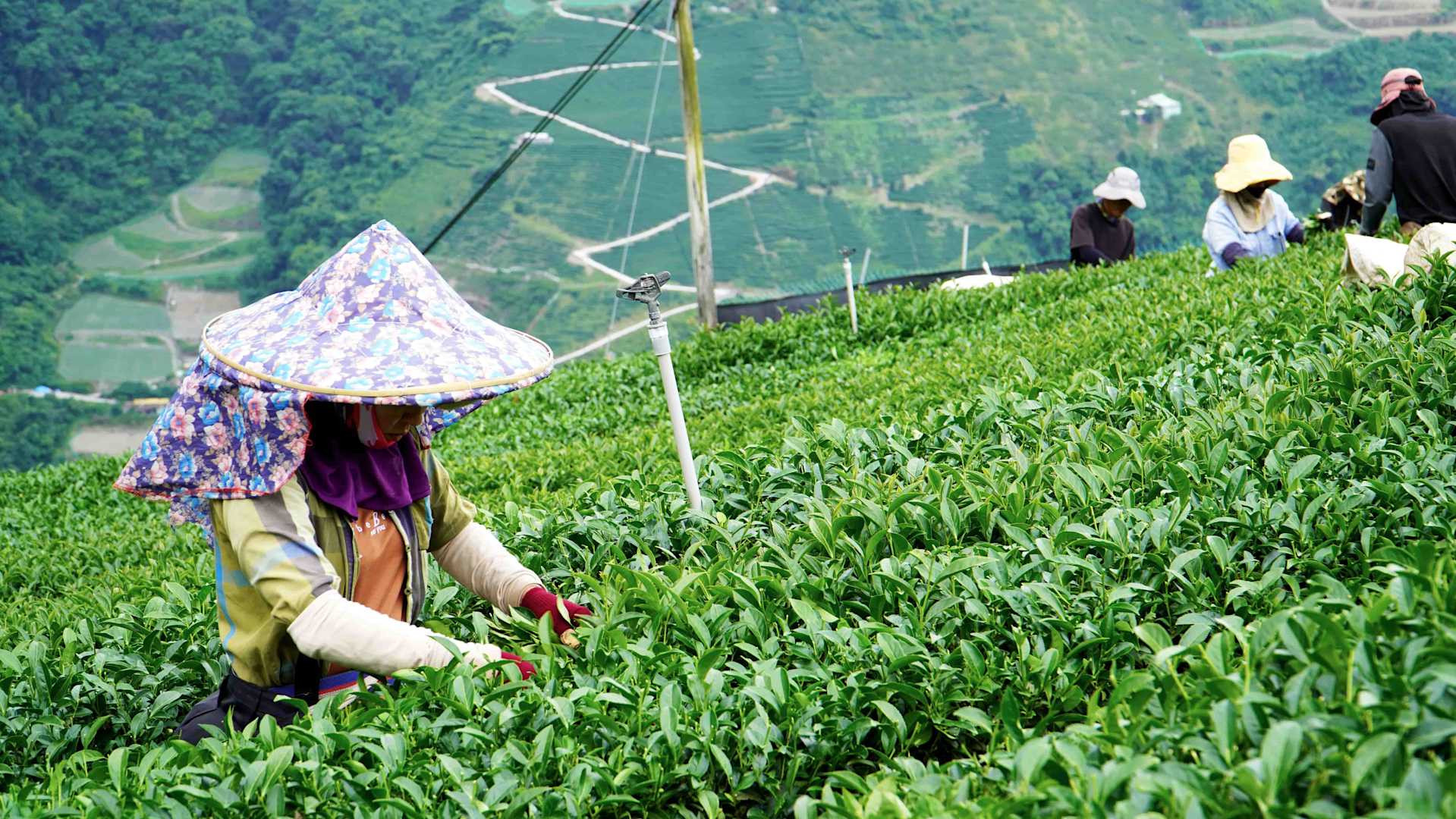 永冠名茶