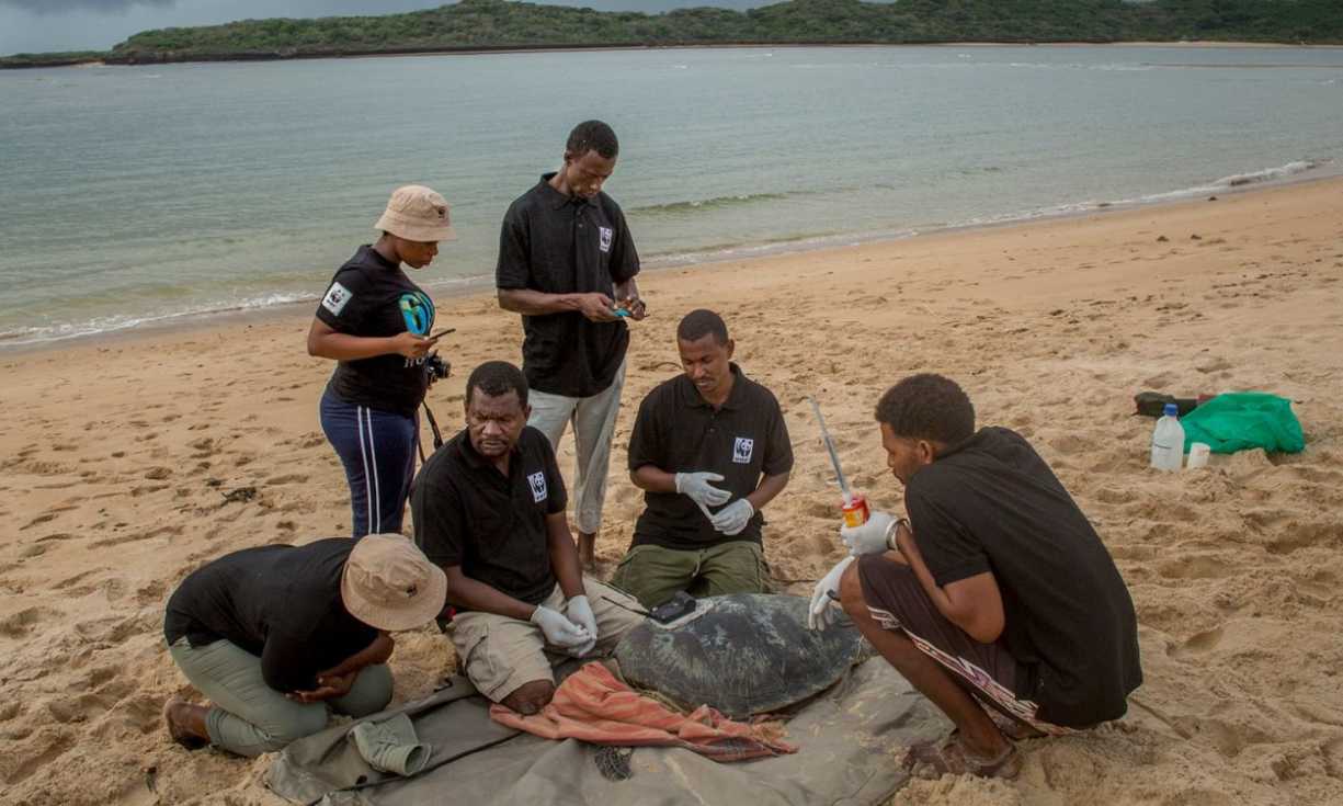 Members of the Kiunga Turtle Conservation Group attach a camera to a marine turtle on a beach in Kenya