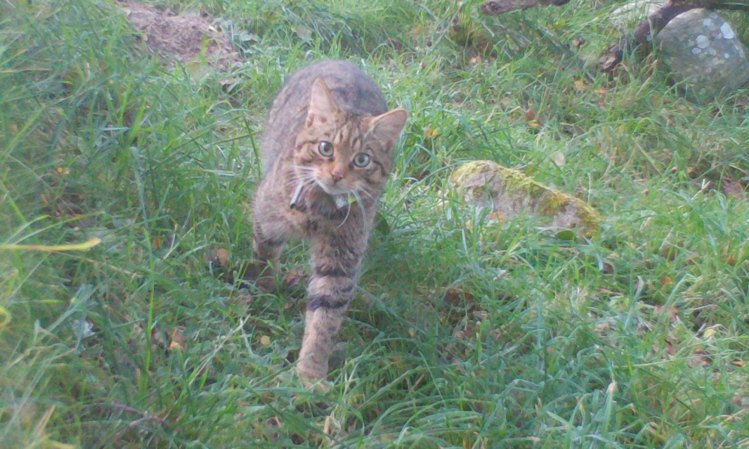 A wildcat taking its first steps into the wild. Photo credit: Saving Wildcats