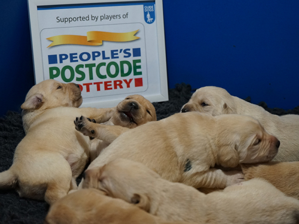 Our players have provided lifetime funding to an entire litter of nine life-changing puppies!