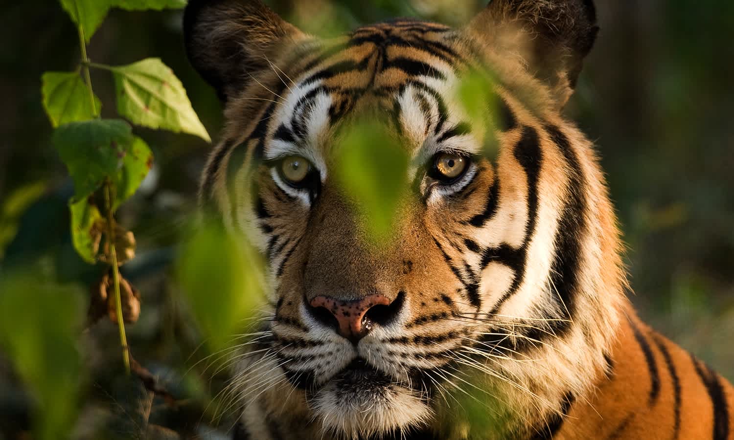 Fauna & Flora safeguards iconic wildlife like the Sumatran tiger, mountain gorilla and Asian elephant
