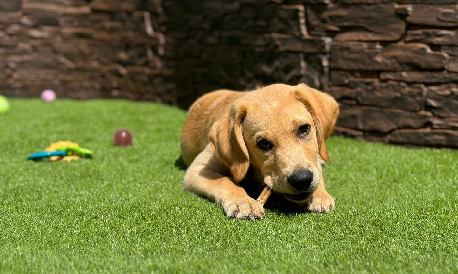 Chilli is training to become a Medical Alert Assistance Dog or a Bio Detection Dog