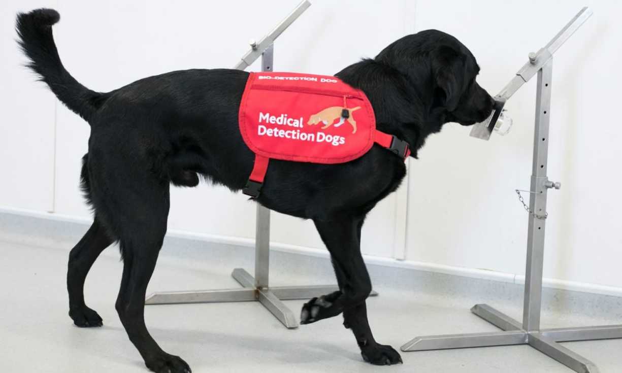 Medical Detection Dogs trains canines to detect even the tiniest smells associated with many life-threatening conditions