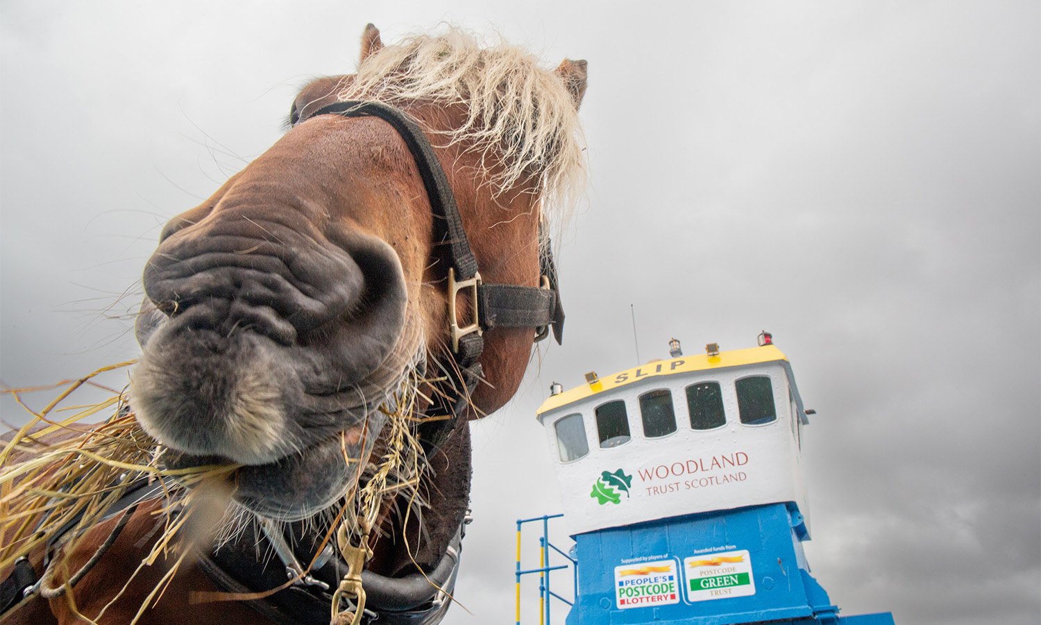 Tarzan the logging horse is helping Woodland Trust Scotland in the ongoing restoration of an ancient forest in the Scottish Highlands