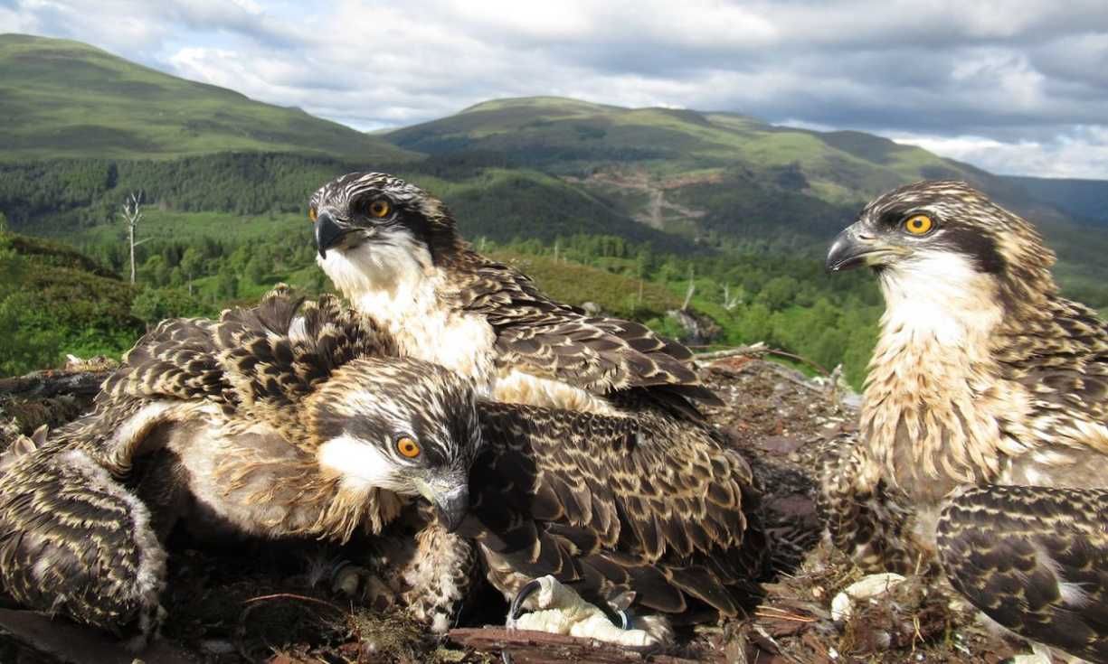 Ospreys Doddie, Vera and Captain began leaving the nest one at a time during August to migrate south for the winter