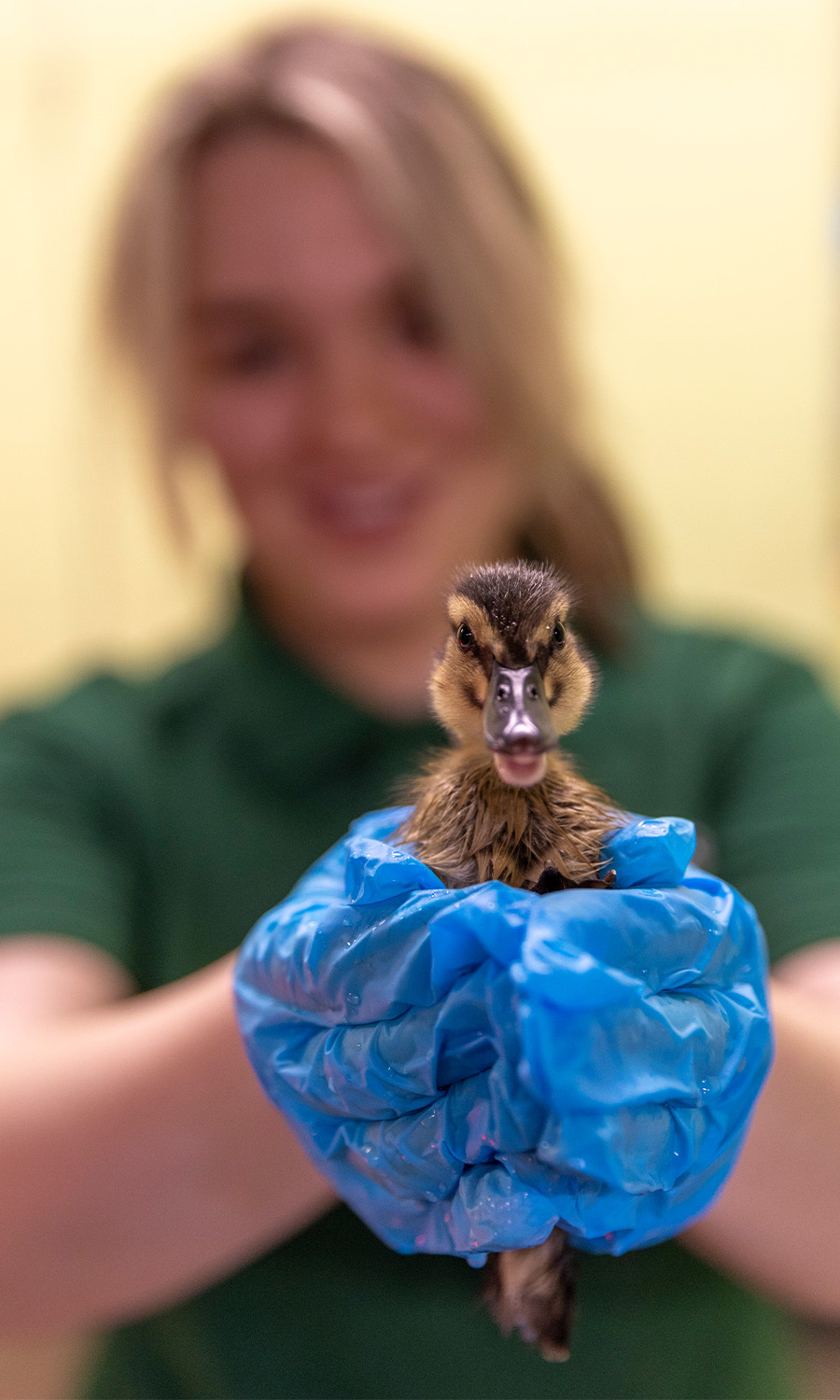 Smoothing ruffled feathers - an animal rescue officer with an adorable duckling