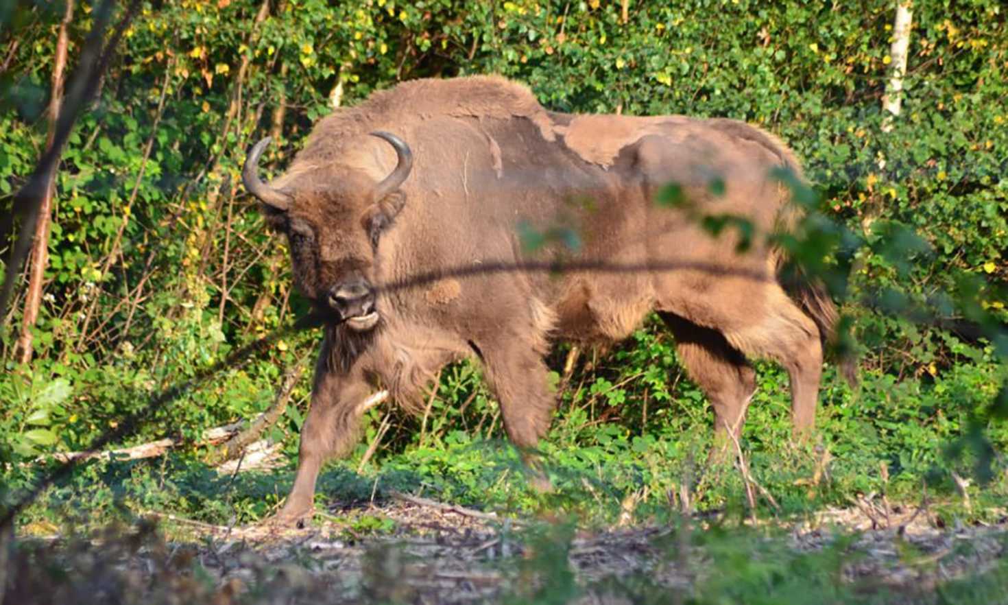 Bison Arrive in Kent, July 2022 - Dream Fund 2020 Winning Project Wilder Blean