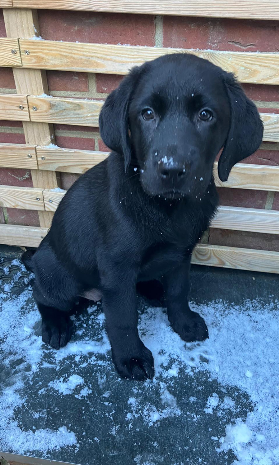 Sitting pretty - Callie is taking her training in her stride