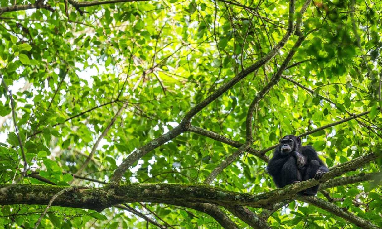 African national parks are being protected by players in a bid to tackle climate change