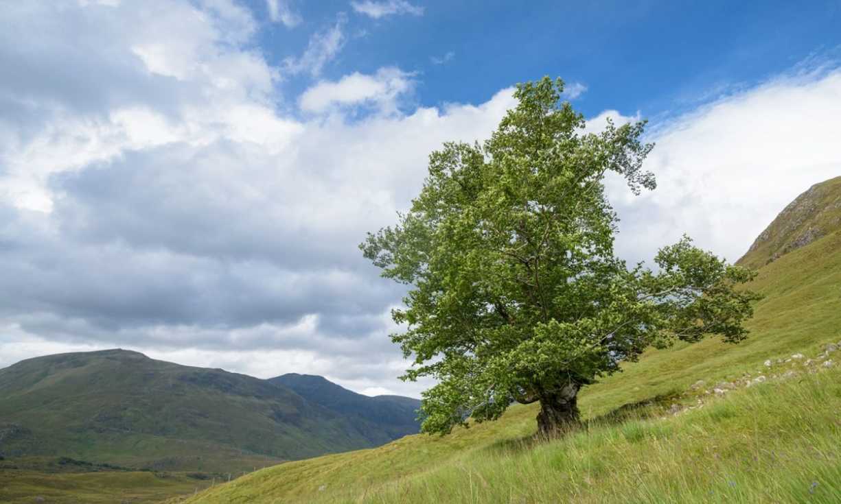 The Last Ent of Affric (pictured) was Scotland's Tree of the Year winner in 2019