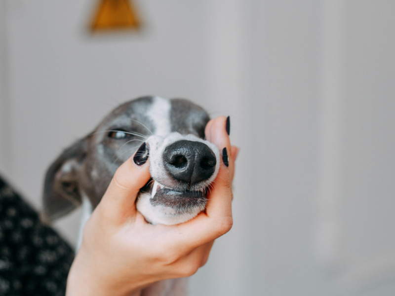 Whippet fostering best sale