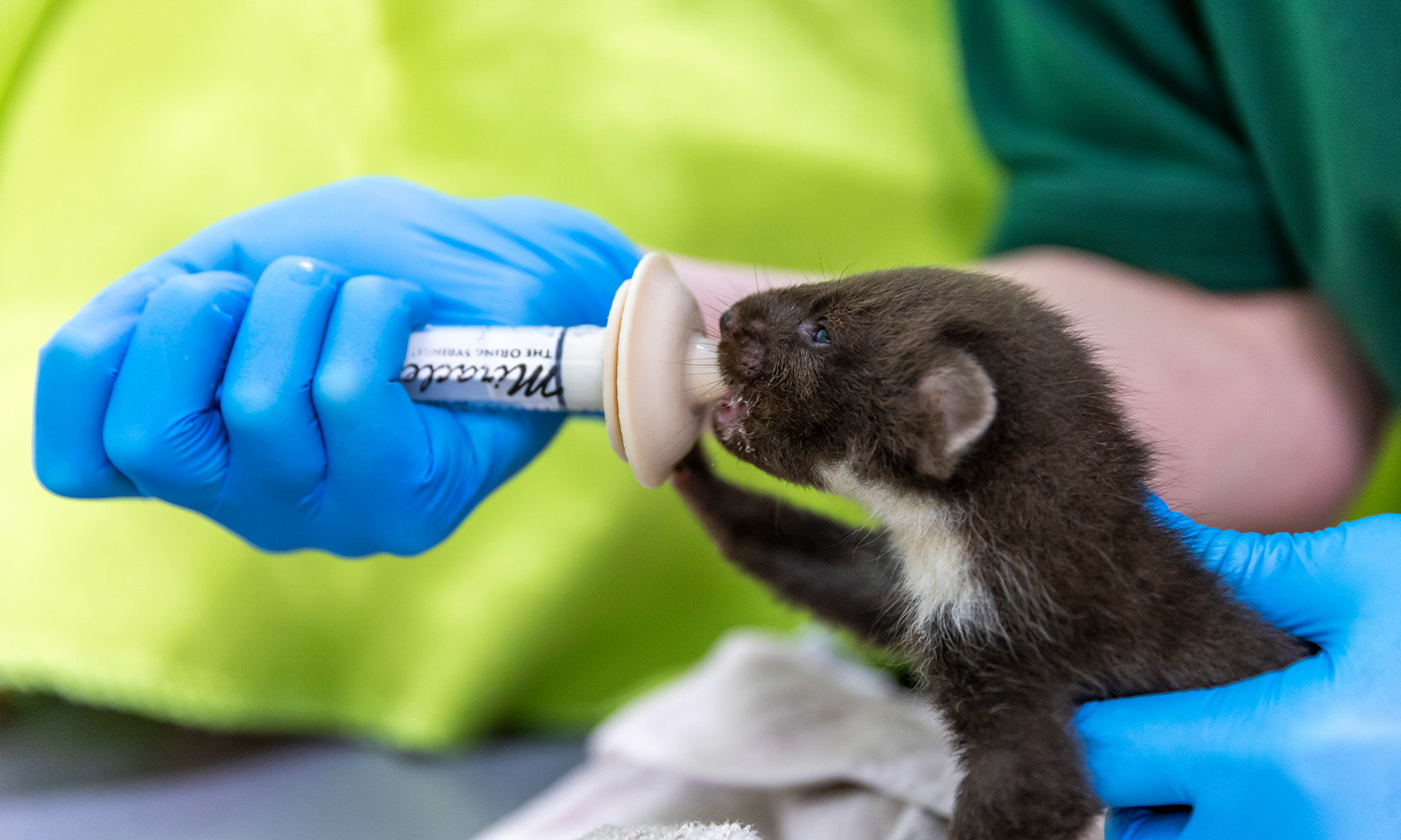 Loris, one of four orphaned pine martens being cared for by the Scottish SPCA