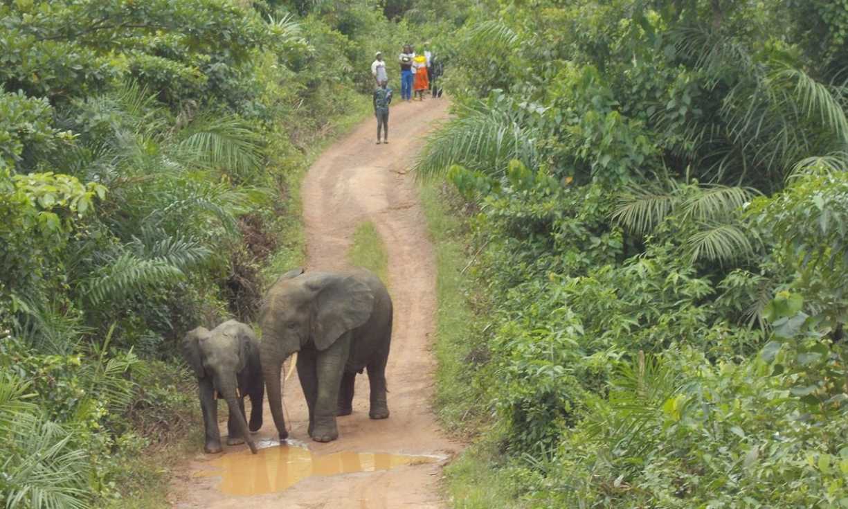 FFI has been protecting African forest elephants and other species in Guinea for over a decade (Image Credit: Fauna & Flora International (FFI) and our local partner in Guinea, Centre Forestier de de N’Zérékoré (CFZ))