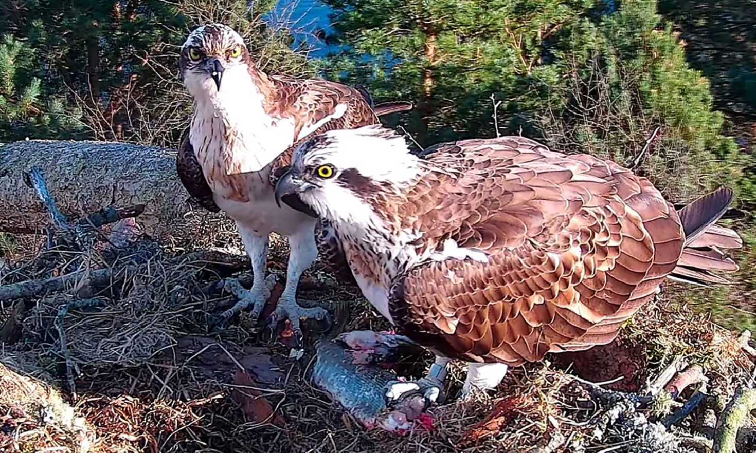 Image taken from live footage of ospreys at Loch of the Lowes - SWT