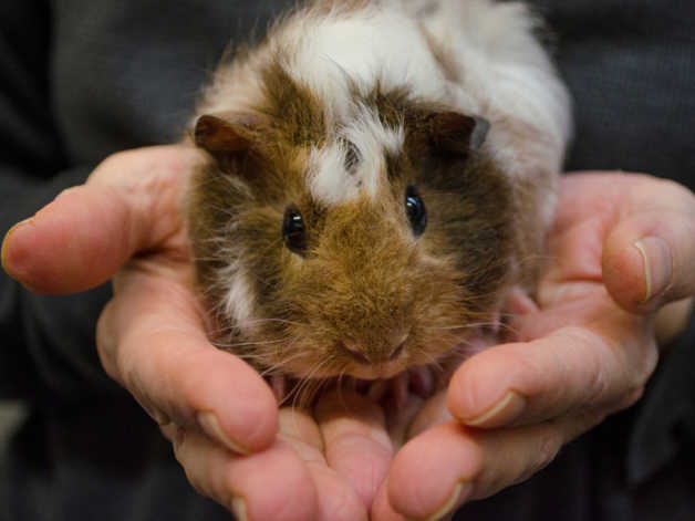 How To Get Involved With Guinea Pig Rescue