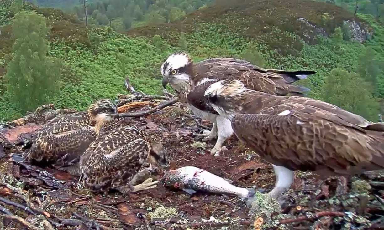 Our players have supported the Woodland Trust's osprey nest cam at Loch Arkaig since 2017