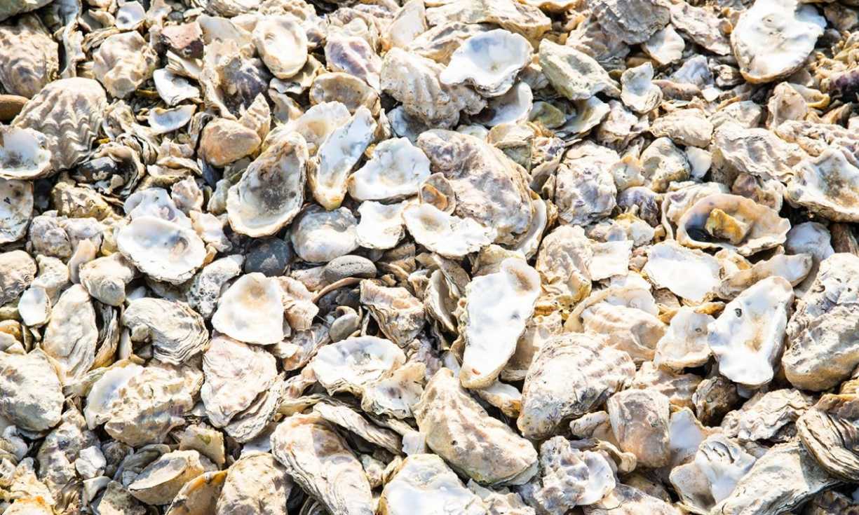Funding from our players will help the Wild Oysters project to recover British native oyster populations