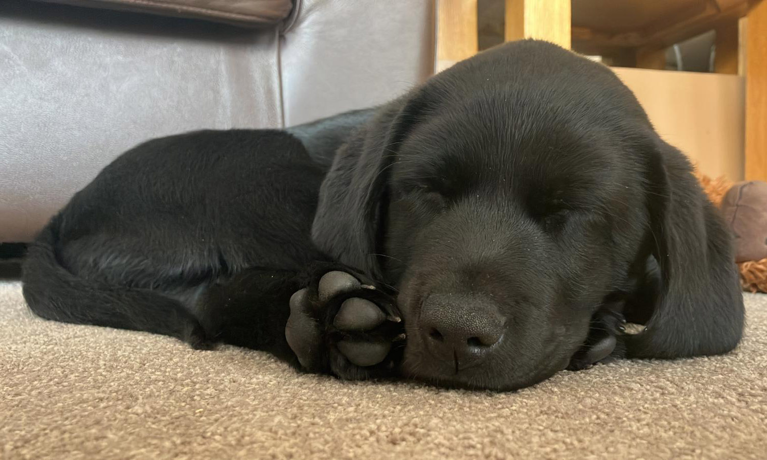 Puppy Love - Callie enjoys a nap at home