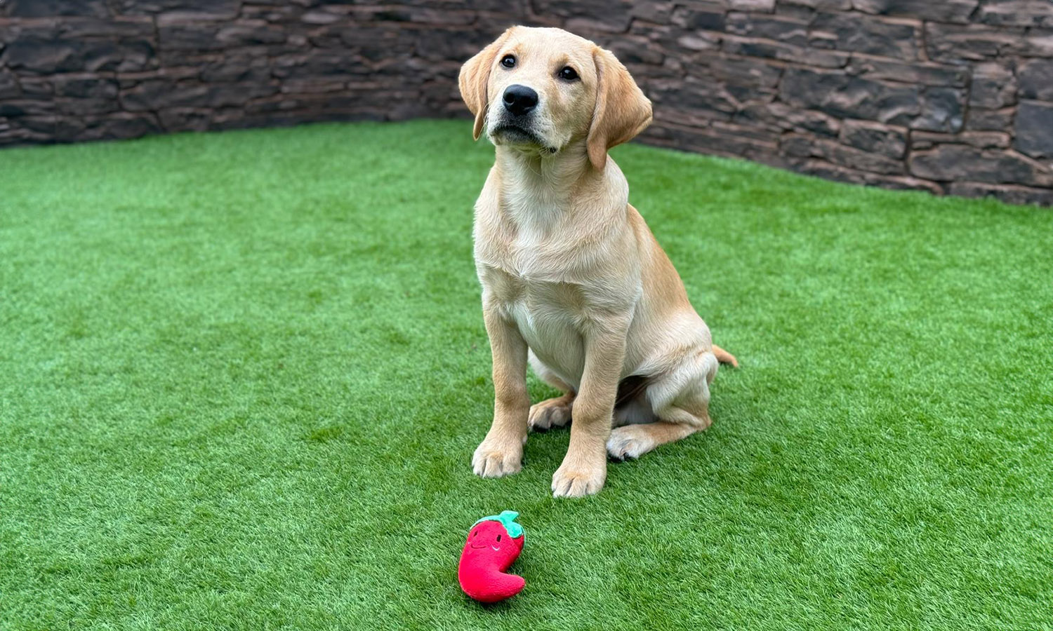 Chilli is the latest in a line of special recruits to join Medical Detection Dogs from Battersea