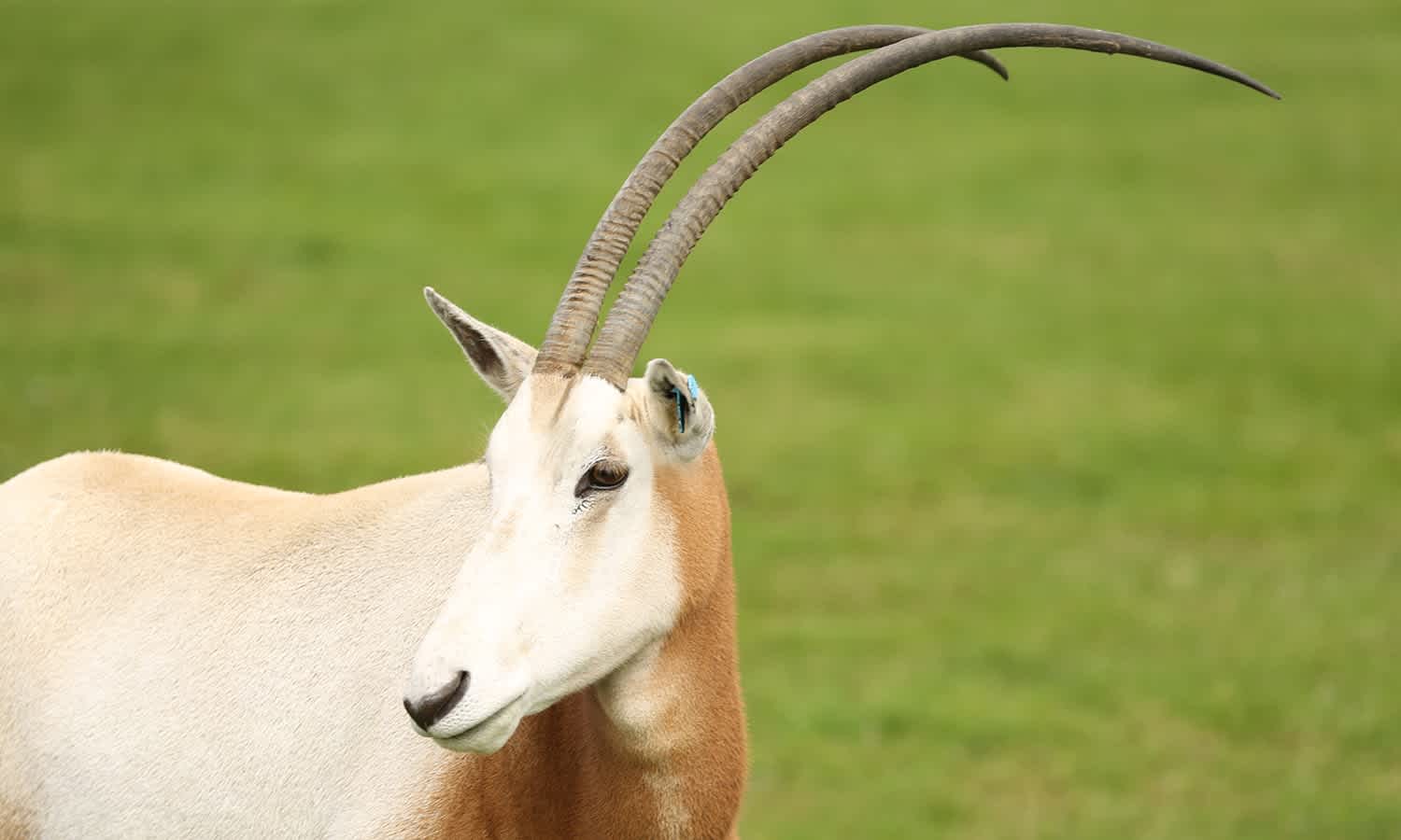 ZSL Scimitarhorned oryx