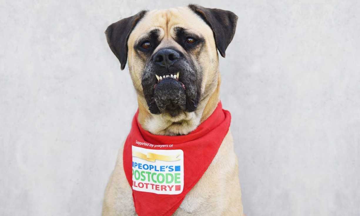 A Battersea dog sporting a red People's Postcode Lottery bandana