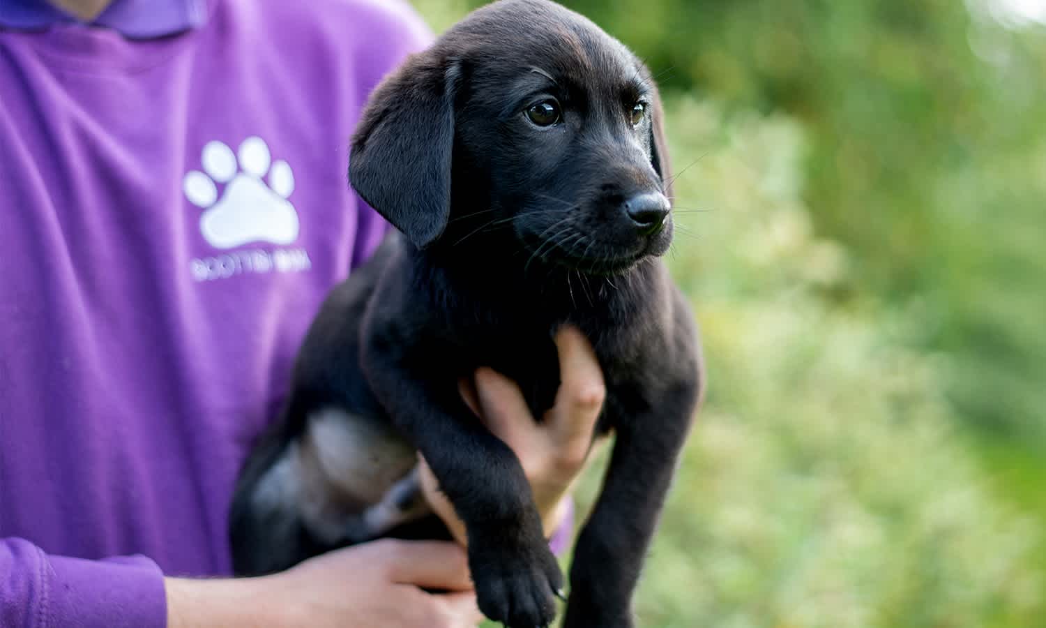 The Scottish SPCA deliver first-class rehabilitation and care, giving animals a second chance at life.