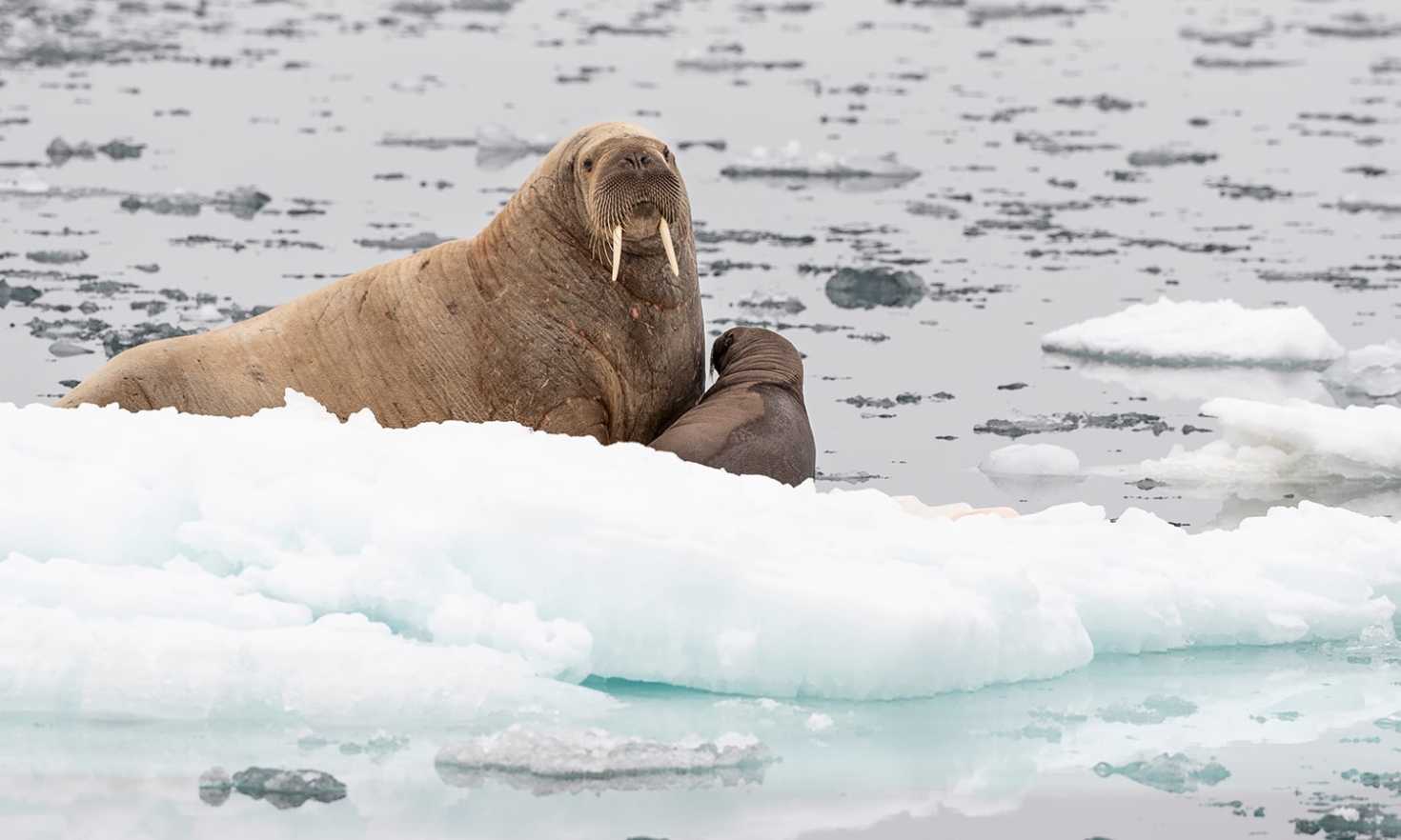 A female walrus and its young offspring on an ice floe (photo credit Richard Barrett/WWF-UK)