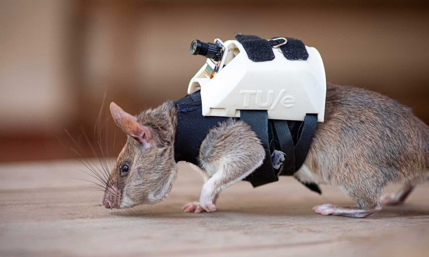 Rescue rat for APOPO