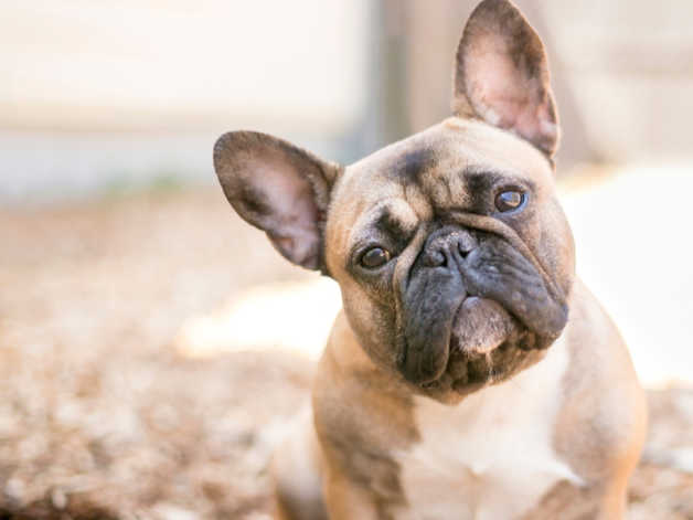 How To Help With French Bulldog Rescue