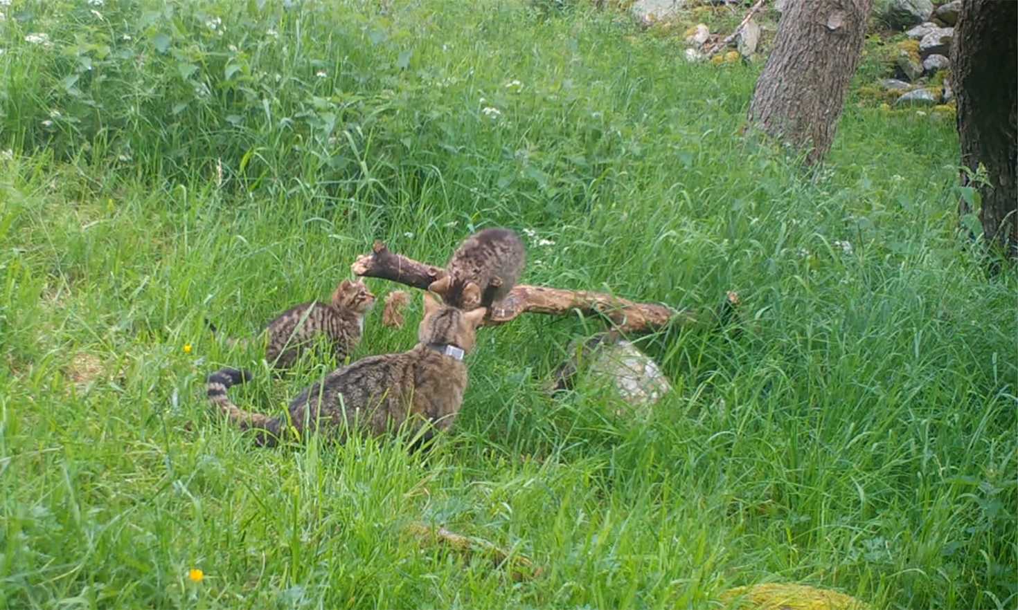 Cameras captured the new wildcat arrivals during playtime. Photo credit: Saving Wildcats Cameras captured the new wildcat arrivals during playtime. Photo credit: Saving Wildcats