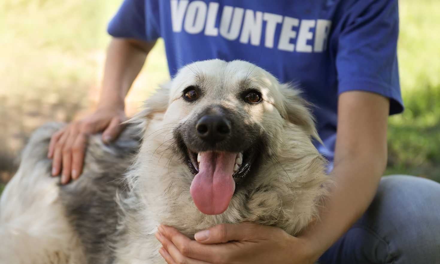 Volunteering For Animal Charities In Bradford