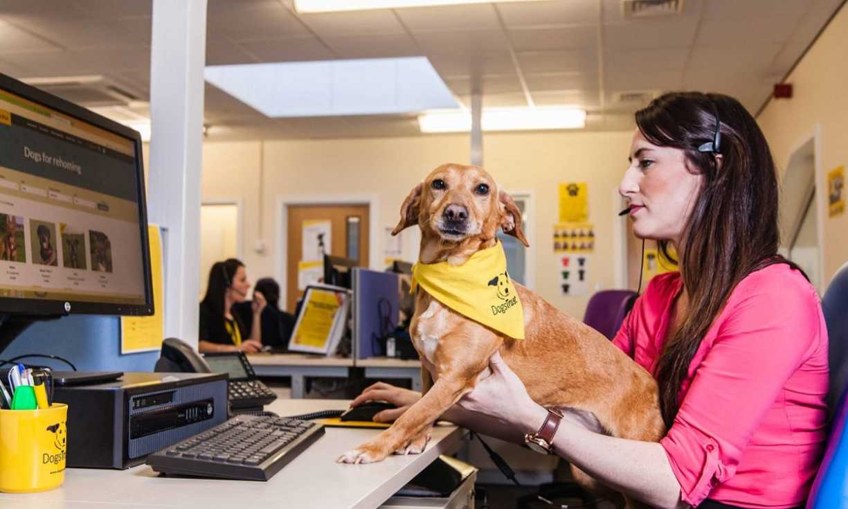 The Dogs Trust Post Adoption Support team has made almost 8,500 outbound calls to 2,028 new adopters