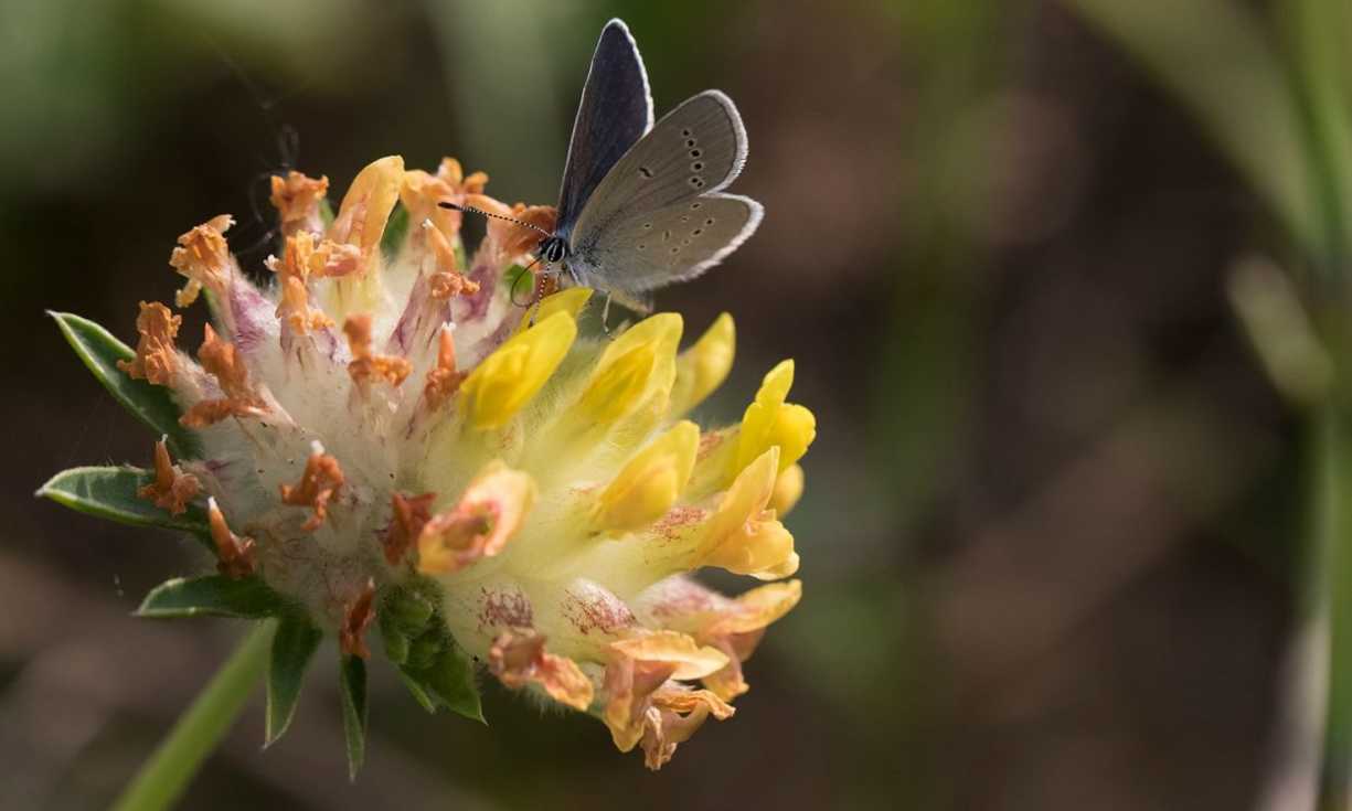 12 new recovery projects designed to tackle the climate and nature emergency have been announced by The Wildlife Trusts