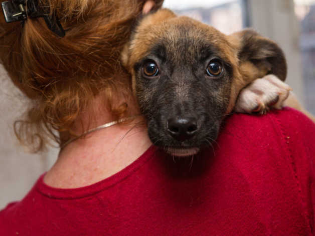 Volunteering For Dog Rescue Charities In Edinburgh
