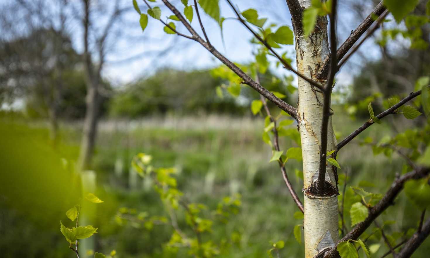Woodland Trust has stark warnings on the health of the UK's trees and woods (Photo credit: WTML)