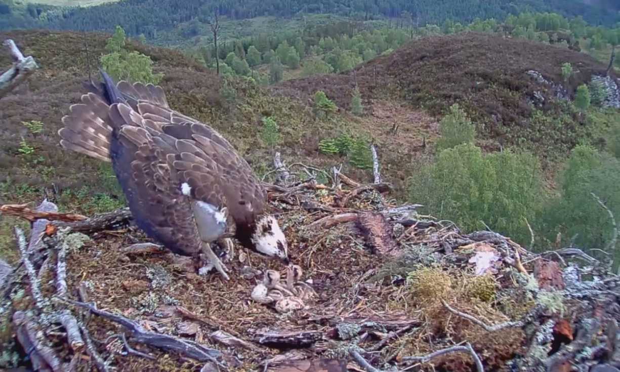 Aila and Louis' nest with some new tenants - two osprey chicks!