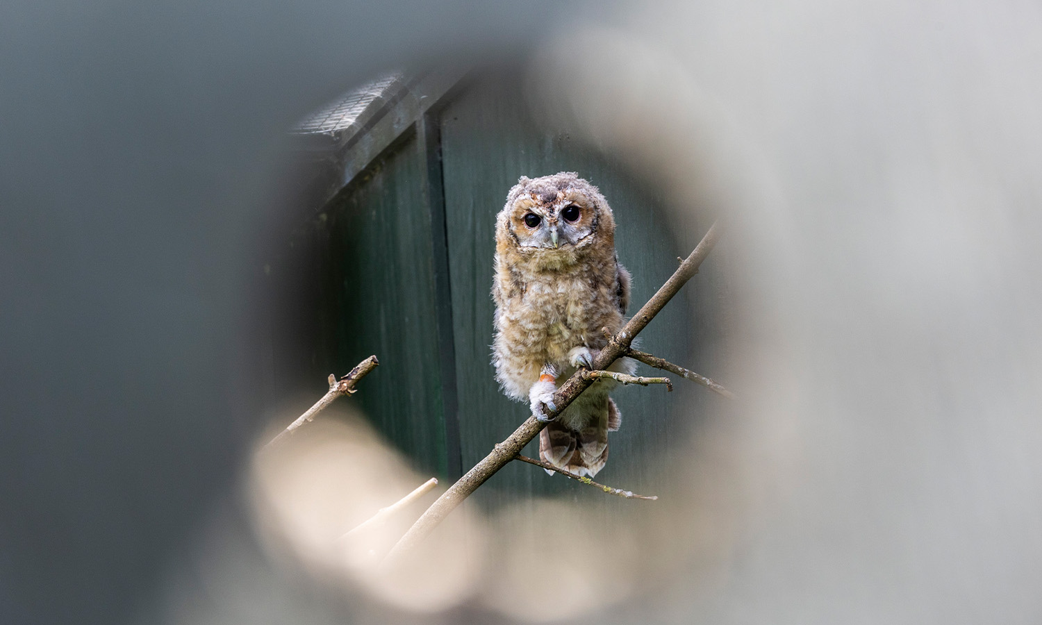 A young owlet that was rescued earlier this year