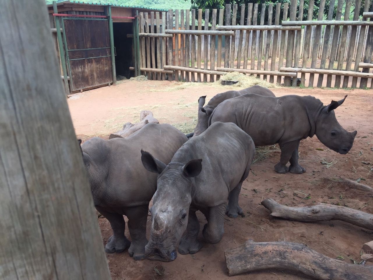 A small group of Rhinos in their enclosure
