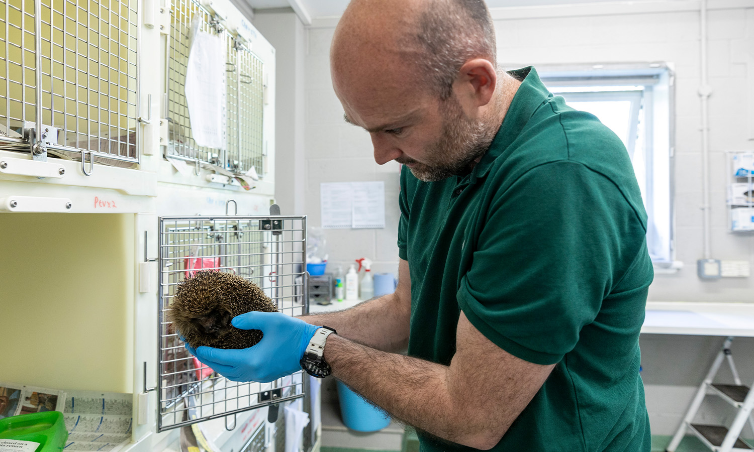 A hedgehog in the care of the National Wildlife Rescue Centre