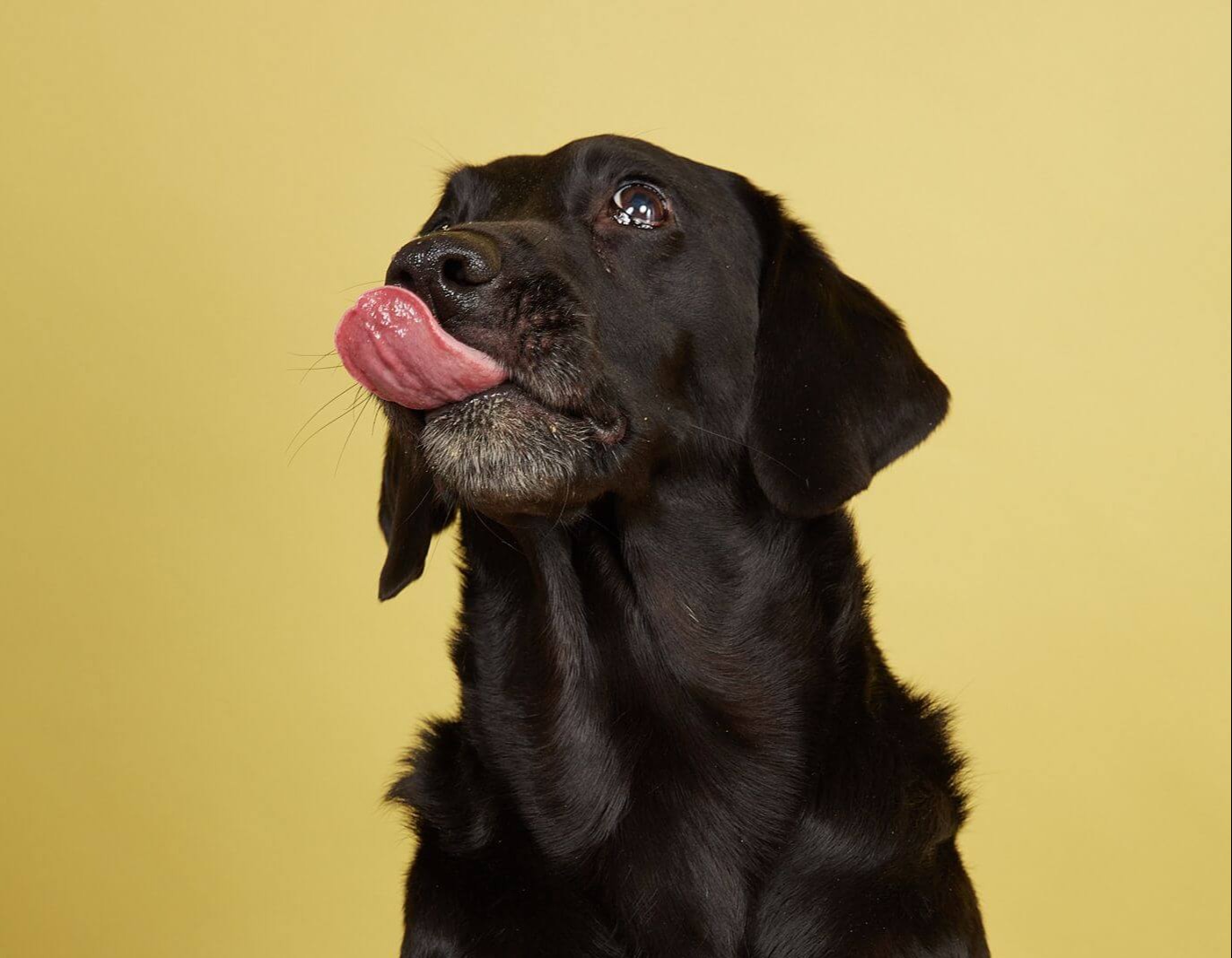 Can We Give Banana To Labrador